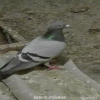 Ŵ
