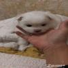 Ŵ