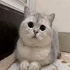 Ŵ